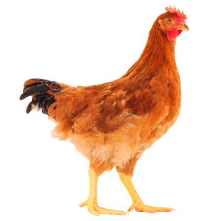 Picture for category Sonali Chicken