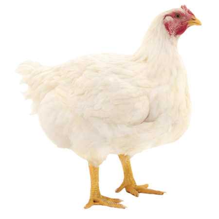 Picture for category Broiler Chicken